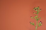 Scrophularia californica (IMG_0054_1.jpg)