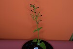 Scrophularia californica (IMG_0054.jpg)