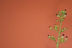 Scrophularia californica (IMG_0055_1.jpg)
