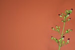 Scrophularia californica (IMG_0056_1.jpg)
