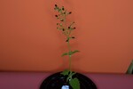 Scrophularia californica (IMG_0056.jpg)