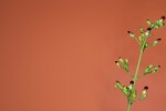 Scrophularia californica (IMG_0057_1.jpg)