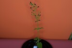 Scrophularia californica (IMG_0057.jpg)