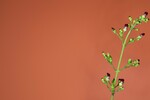 Scrophularia californica (IMG_0058_1.jpg)