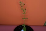 Scrophularia californica (IMG_0058.jpg)