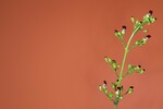 Scrophularia californica (IMG_0059_1.jpg)