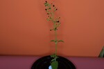 Scrophularia californica (IMG_0059.jpg)