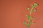 Scrophularia californica (IMG_0060_1.jpg)
