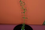 Scrophularia californica (IMG_0060.jpg)