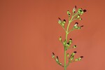 Scrophularia californica (IMG_0061_1.jpg)