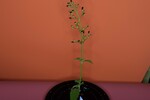 Scrophularia californica (IMG_0061.jpg)