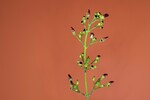 Scrophularia californica (IMG_0062_1.jpg)