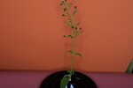 Scrophularia californica (IMG_0062.jpg)