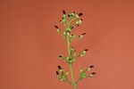 Scrophularia californica (IMG_0063_1.jpg)