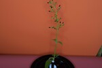 Scrophularia californica (IMG_0063.jpg)