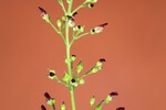 Scrophularia californica (IMG_0064_1.jpg)