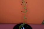 Scrophularia californica (IMG_0064.jpg)