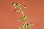 Scrophularia californica (IMG_0065_1.jpg)