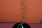 Scrophularia californica (IMG_0065.jpg)