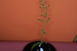 Scrophularia californica (IMG_0066.jpg)