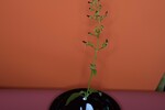 Scrophularia californica (IMG_0067.jpg)