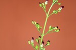 Scrophularia californica (IMG_0068_1.jpg)