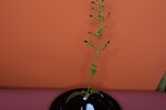 Scrophularia californica (IMG_0068.jpg)