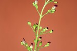 Scrophularia californica (IMG_0069_1.jpg)