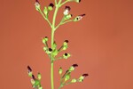 Scrophularia californica (IMG_0070_1.jpg)