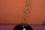 Scrophularia californica (IMG_0070.jpg)