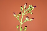 Scrophularia californica (IMG_0071_1.jpg)