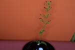 Scrophularia californica (IMG_0071.jpg)