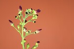 Scrophularia californica (IMG_0072_1.jpg)