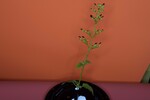 Scrophularia californica (IMG_0072.jpg)