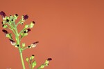 Scrophularia californica (IMG_0073_1.jpg)
