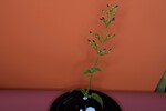 Scrophularia californica (IMG_0073.jpg)