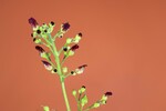 Scrophularia californica (IMG_0074_1.jpg)