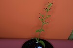 Scrophularia californica (IMG_0074.jpg)