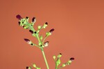 Scrophularia californica (IMG_0075_1.jpg)