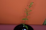 Scrophularia californica (IMG_0075.jpg)