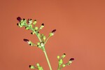 Scrophularia californica (IMG_0076_1.jpg)