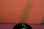 Scrophularia californica (IMG_0076.jpg)