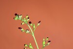Scrophularia californica (IMG_0077_1.jpg)