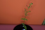Scrophularia californica (IMG_0077.jpg)