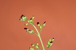 Scrophularia californica (IMG_0078_1.jpg)