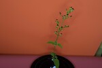 Scrophularia californica (IMG_0078.jpg)