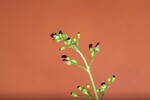 Scrophularia californica (IMG_0079_1.jpg)