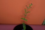 Scrophularia californica (IMG_0079.jpg)