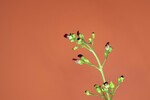 Scrophularia californica (IMG_0080_1.jpg)