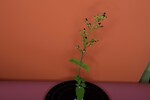 Scrophularia californica (IMG_0080.jpg)